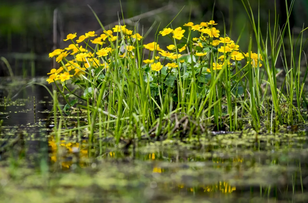 Yellow flowers rising from shallow water